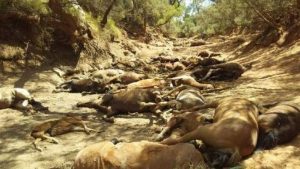 Wild Horses Dried-Up