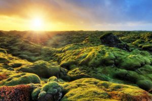 lava fields iceland