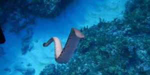 Sea Snakes