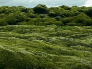 lava fields iceland