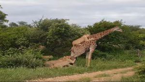 Giraffe Fights Pride