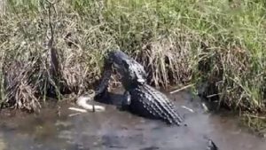 Huge Snake Mauled