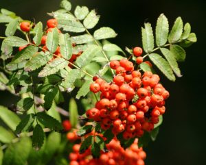 Mountain Ash “Sorbus”