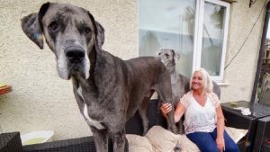 Freddy the Great Dane