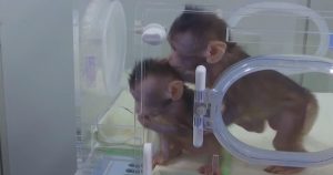 World’s First Monkey Clones
