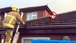 Rabbit Rescued