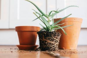How To Repot