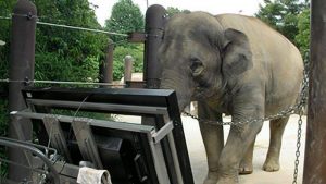 Teach Elephant