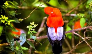 A Large Passerine Bird