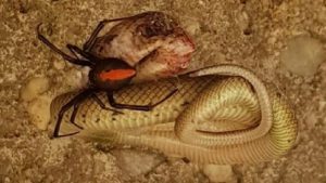 Redback Eats Baby Snake