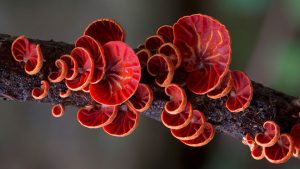 Fantastic Fungi Photos