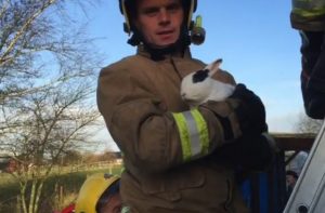 Rabbit Rescued