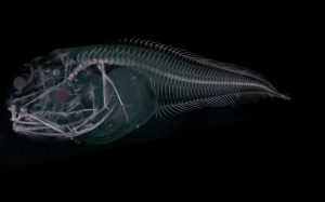 Mysterious Ghost Species