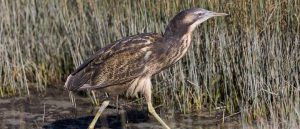 Australasian Bittern Birds