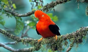 A Large Passerine Bird