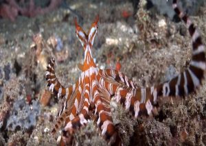Wunderpus Photogenicus Octopus