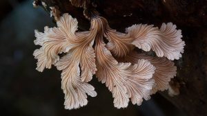 Fantastic Fungi Photos
