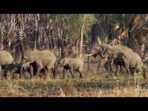 Elephants Survive