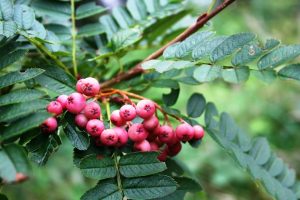 Mountain Ash “Sorbus”