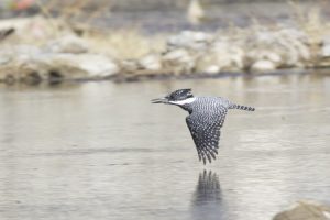 The Crested Kingfisher