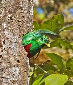 Beautiful Bird Resplendent Quetzal