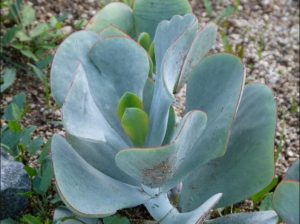 Cotyledon Growing