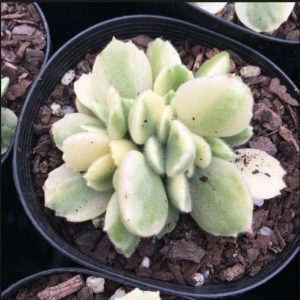 Cotyledon Growing