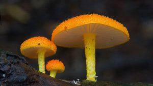 Fantastic Fungi Photos