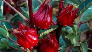 Roselle Flower Seeds