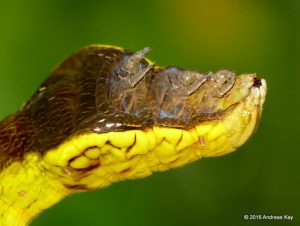 The Best Mimics In Nature