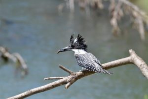 The Crested Kingfisher