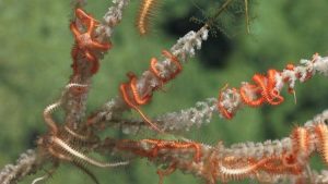 New Species Deep Seas