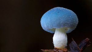 Fantastic Fungi Photos