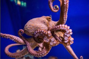 Octopus Lost Its Shell