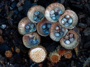 Fantastic Fungi Photos