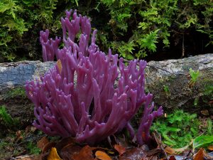 Fantastic Fungi Photos