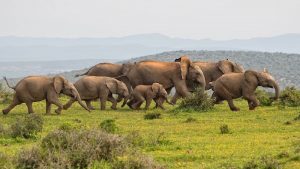 Elephants Survive