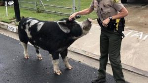 Giant Pig Escapes
