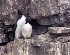 Guillemots Jump