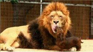 Lion And Dog