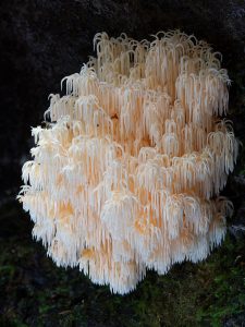Fantastic Fungi Photos