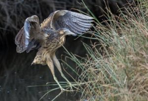 Australasian Bittern Birds