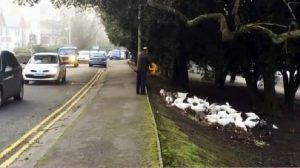 Birds Traffic