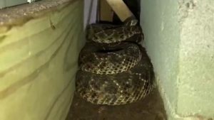 Find Rattlesnakes