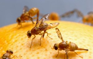Catch Fruit Flies