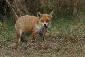 The Hunt Fox