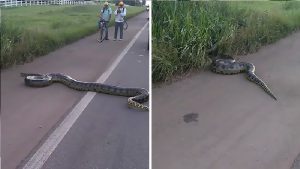 Giant Anaconda Cross