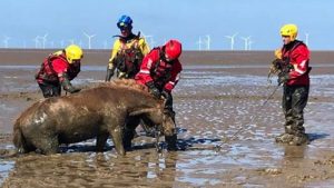 Rescuers Free Horse