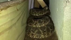 Find Rattlesnakes