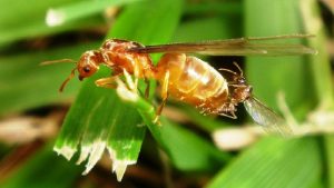 Flying Ants